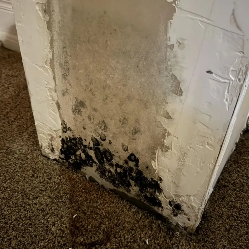 Professional Mold Removal in Athens, MI